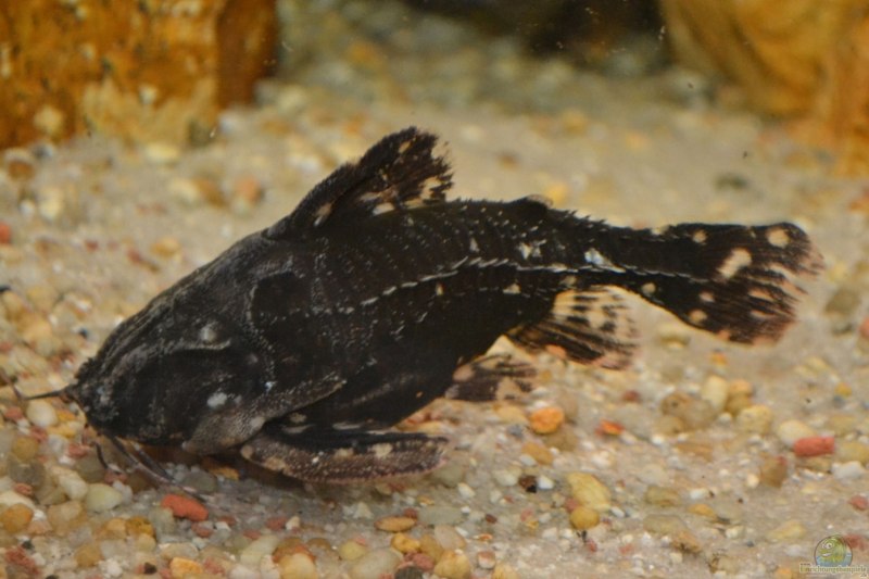 Sturisoma barbatum