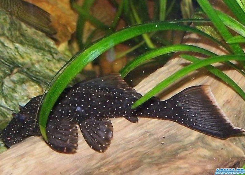 Отоцинклюс аффинис Otocinclus affinis