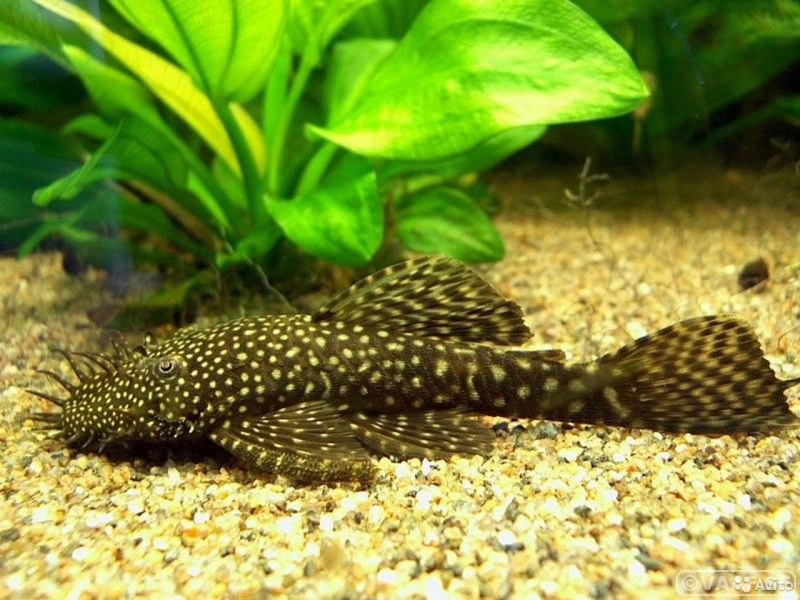 Otocinclus Catfish Fish