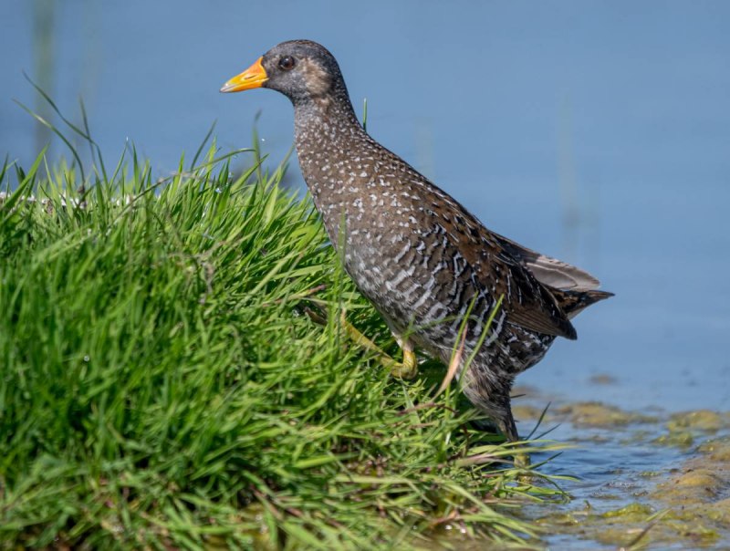 Пастушок водяной (Rallus aquaticus)
