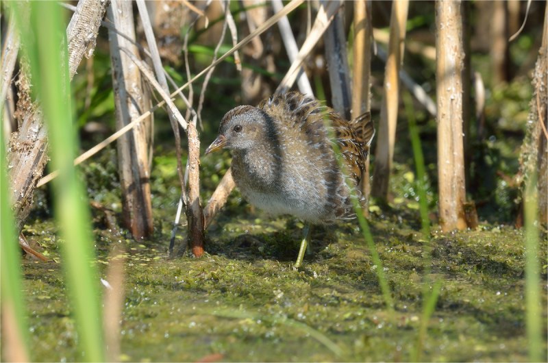 Водяной Пастушок – Rallus aquaticus l., 1758