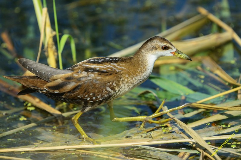 Rallus aquaticus
