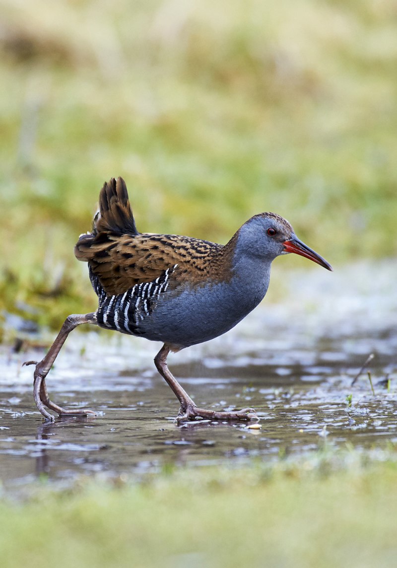 Amaurornis Phoenicurus