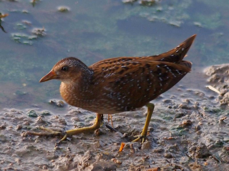Porzana Parva