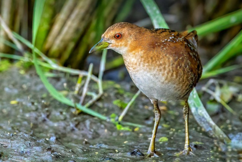 Пастушок Rallus aquaticus