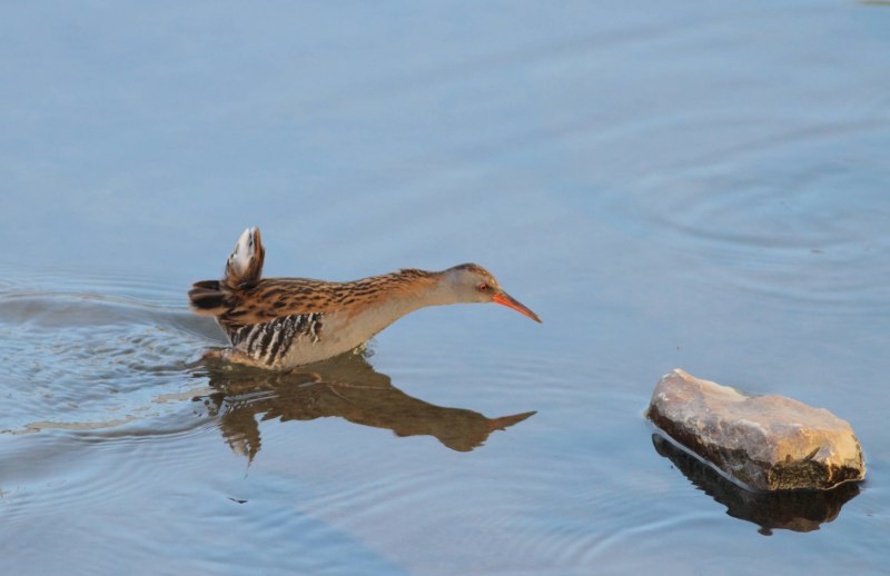 Spotted Crake