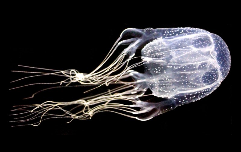 Морская Оса Chironex fleckeri