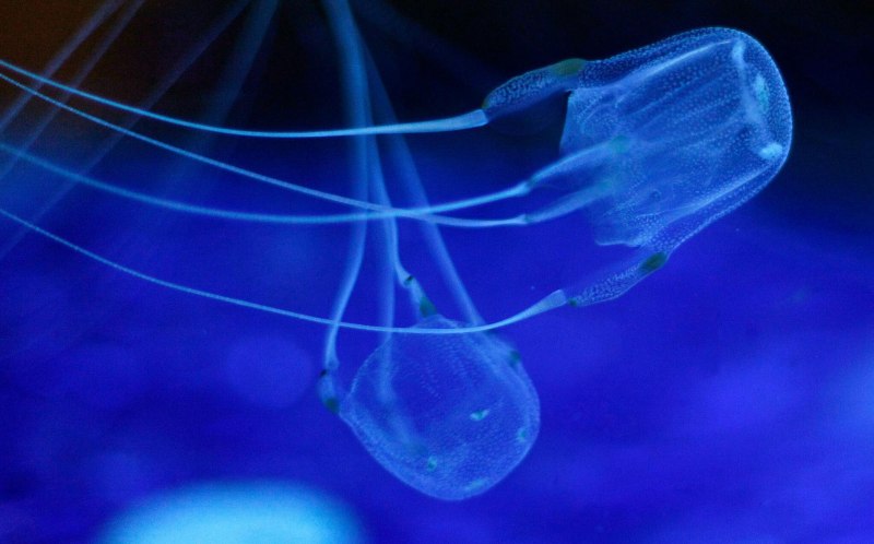Морская Оса Chironex fleckeri
