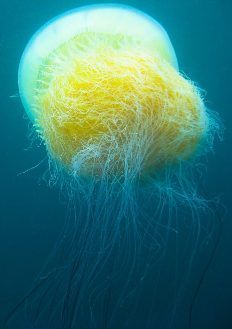 Медуза оса (70 фото)