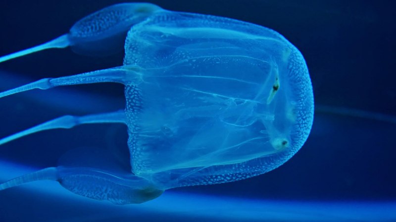 Морская Оса Chironex fleckeri