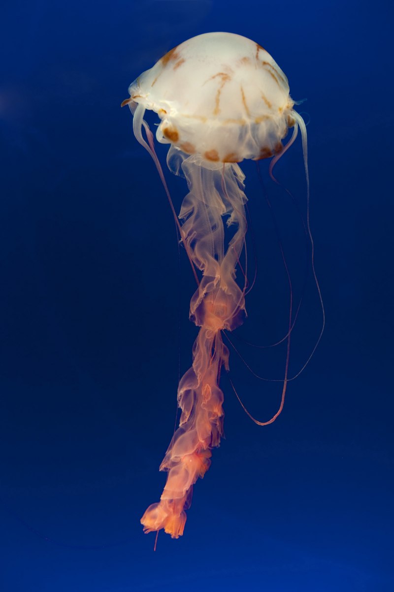 Морская Оса Chironex fleckeri