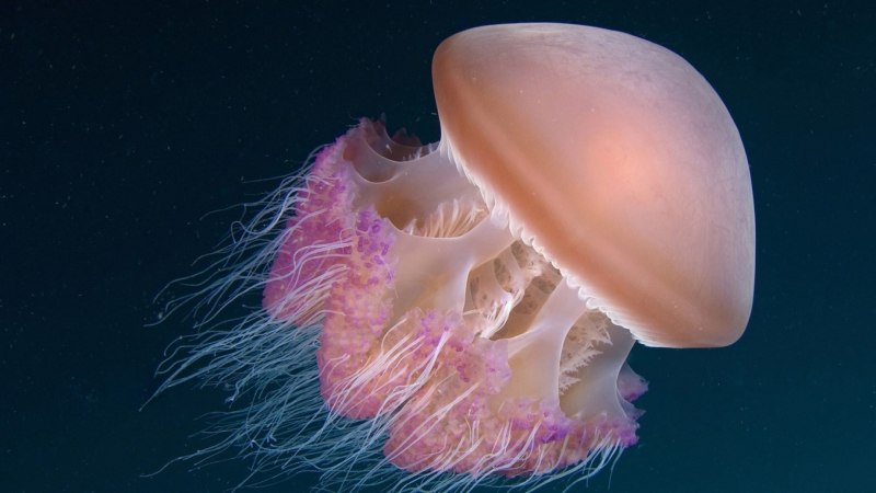 Cubozoa строение