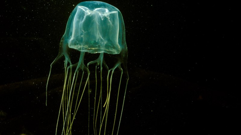 Sea Wasp