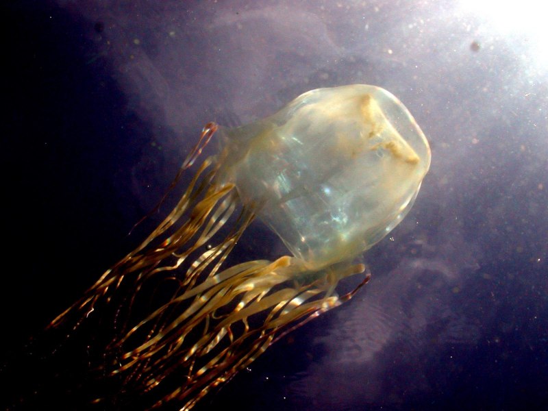 Chironex fleckeri