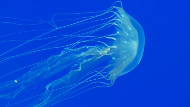 Австралийская кубомедуза морская Оса.