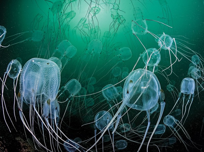 Морская Оса Chironex fleckeri