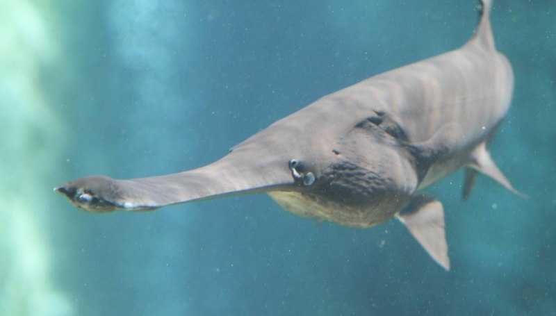 Веслонос (Polyodon spathula)