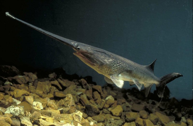 Веслонос (Psephurus Gladius)