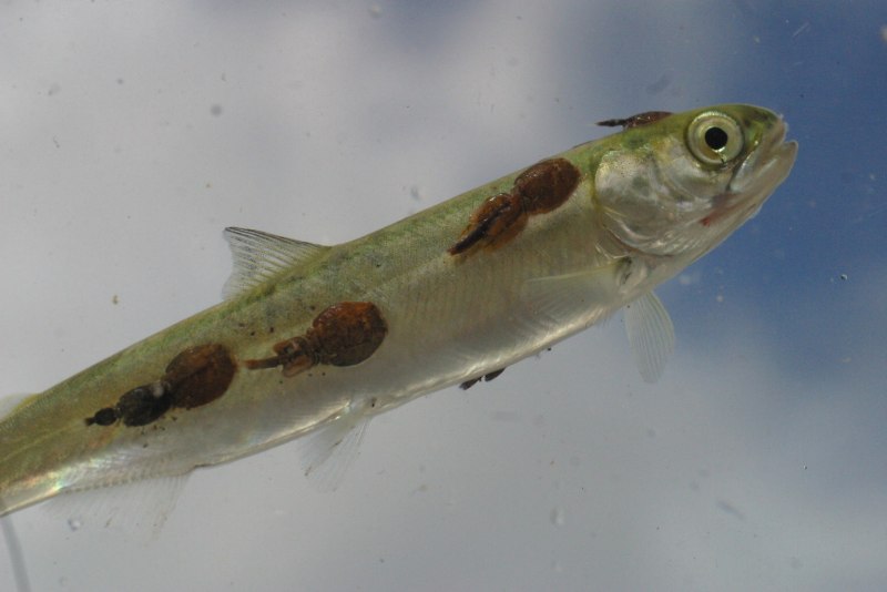 Ectocyclops phaleratus