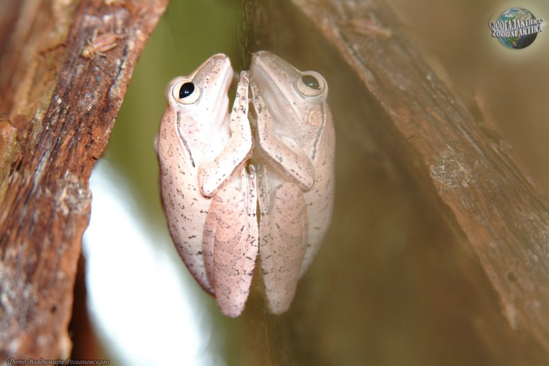 Рачки Calanus