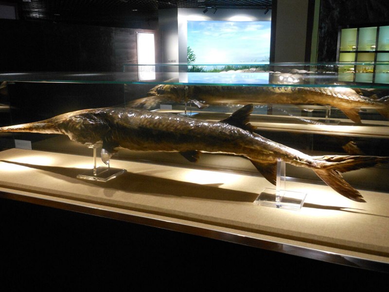 Веслонос (Psephurus Gladius)