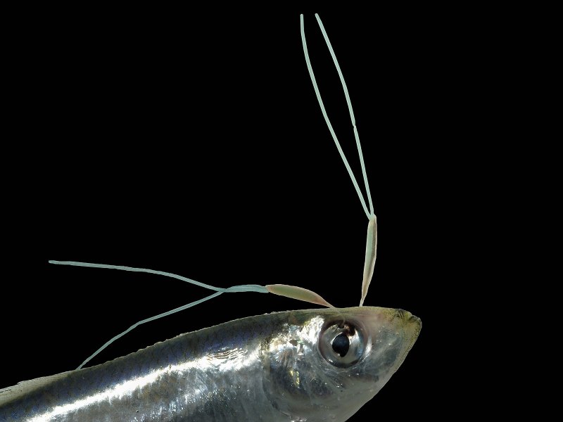 Meganyctiphanes norvegica