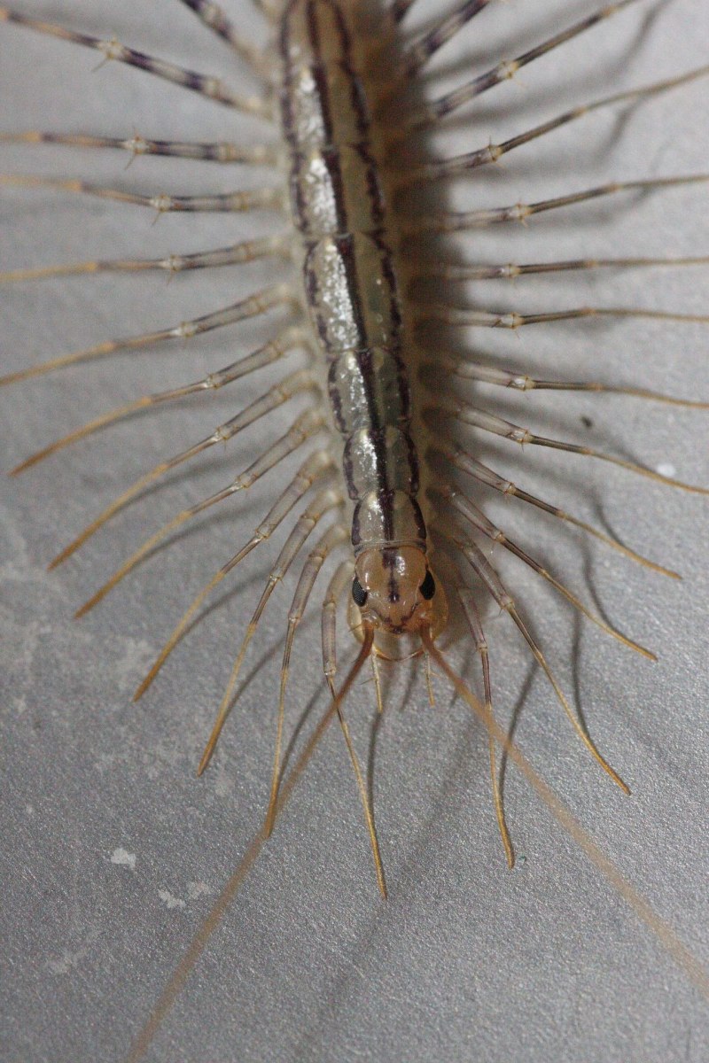 Scutigera coleoptrata