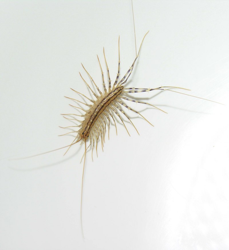 Scutigera coleoptrata спаривание