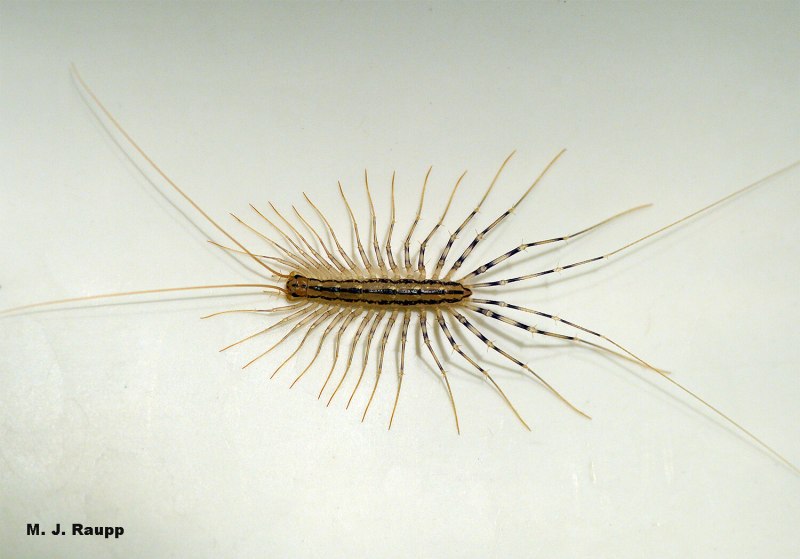 Укус Scutigera coleoptrata)