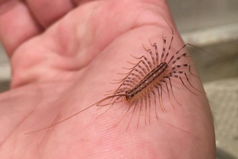 Многоножка Scutigera coleoptrata