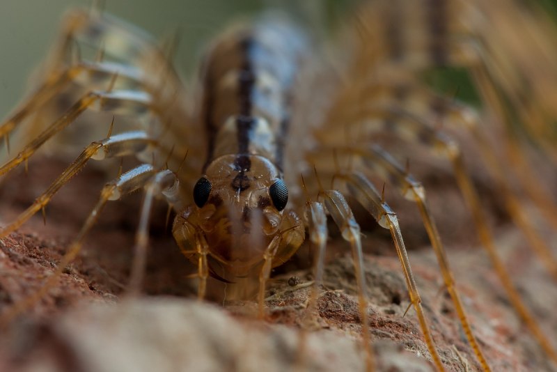 Многоножка Scutigera coleoptrata