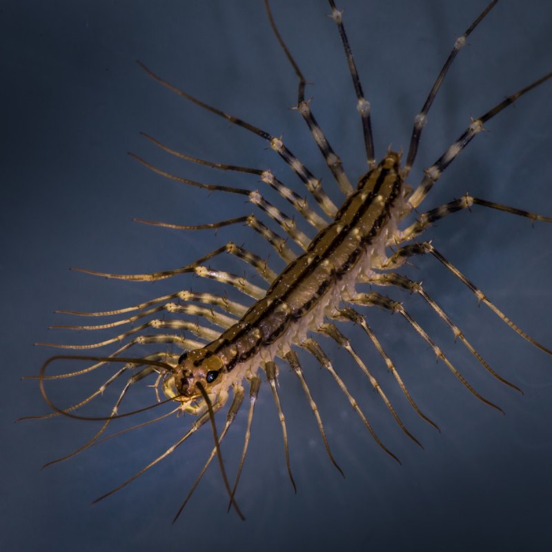 Scutigera coleoptrata