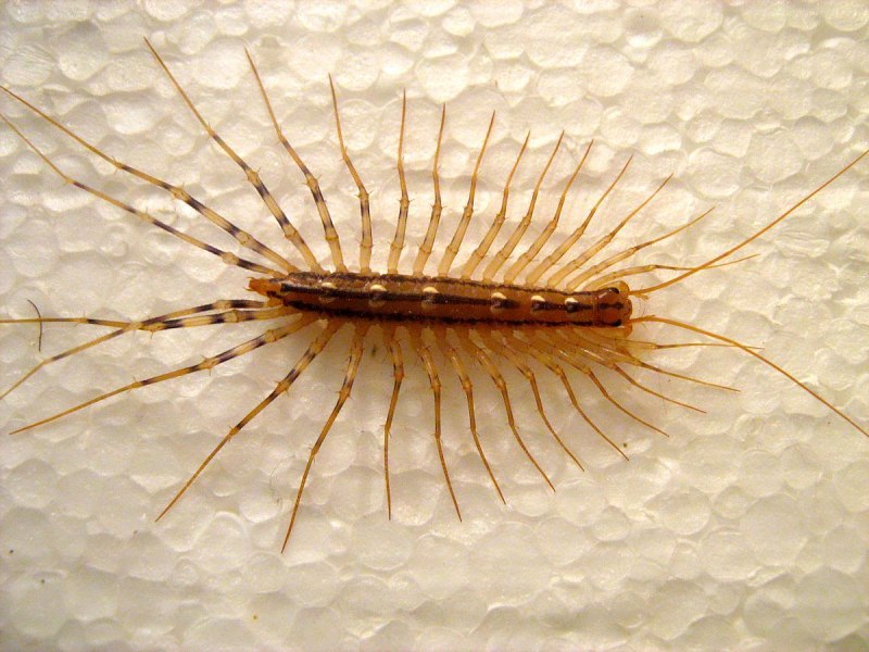 Обыкновенная мухоловка (Scutigera coleoptrata)