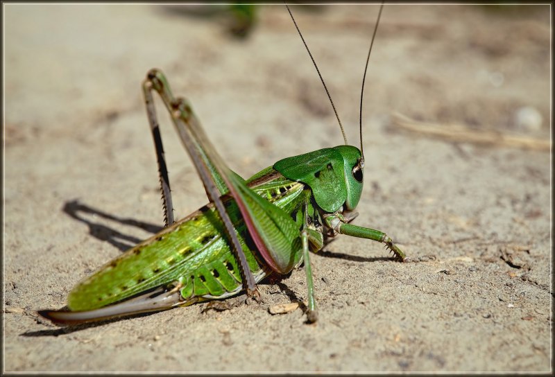 Кузнечик серый (Decticus verrucivorus)
