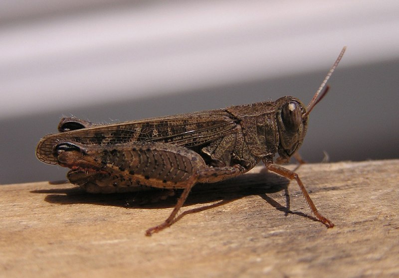 Кузнечик (Decticus verrucivorus)