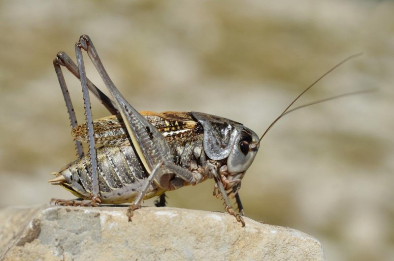 Серый кузнечик Decticus