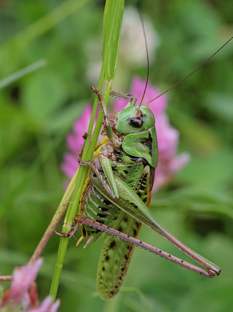 Кузнечик (Decticus verrucivorus)