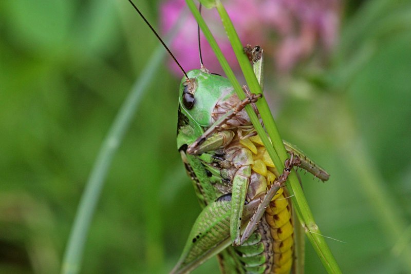 Decticus verrucivorus