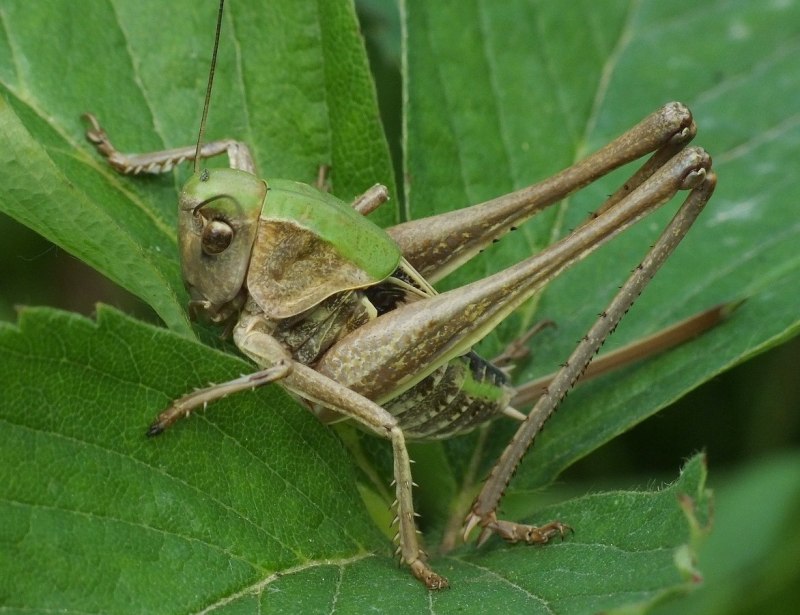 Кузнечик Tettigonia viridissima