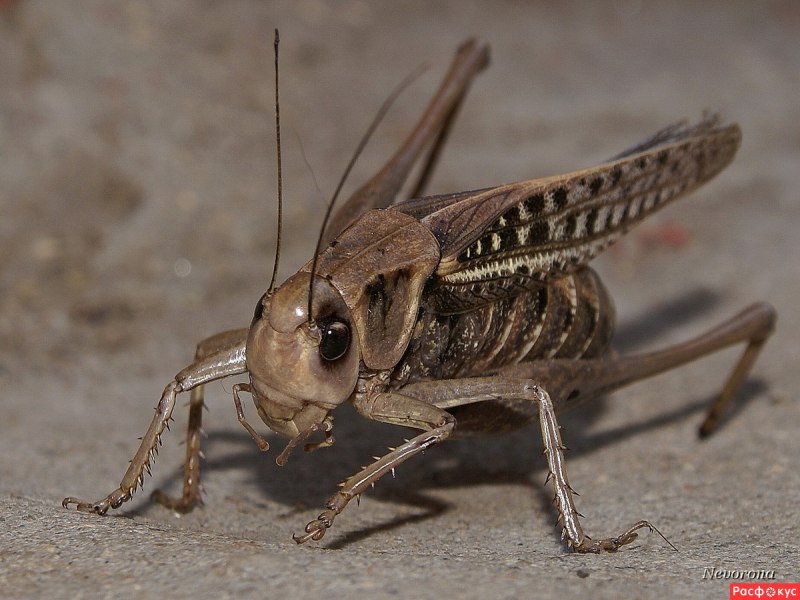 Decticus verrucivorus