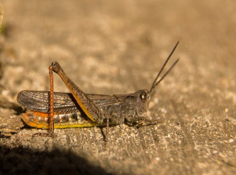 Кузнечик серый (Decticus verrucivorus)