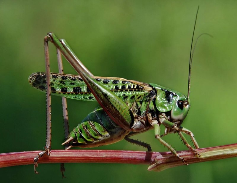 Кузнечик серый (Decticus verrucivorus)