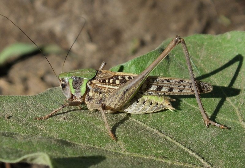 Decticus verrucivorus