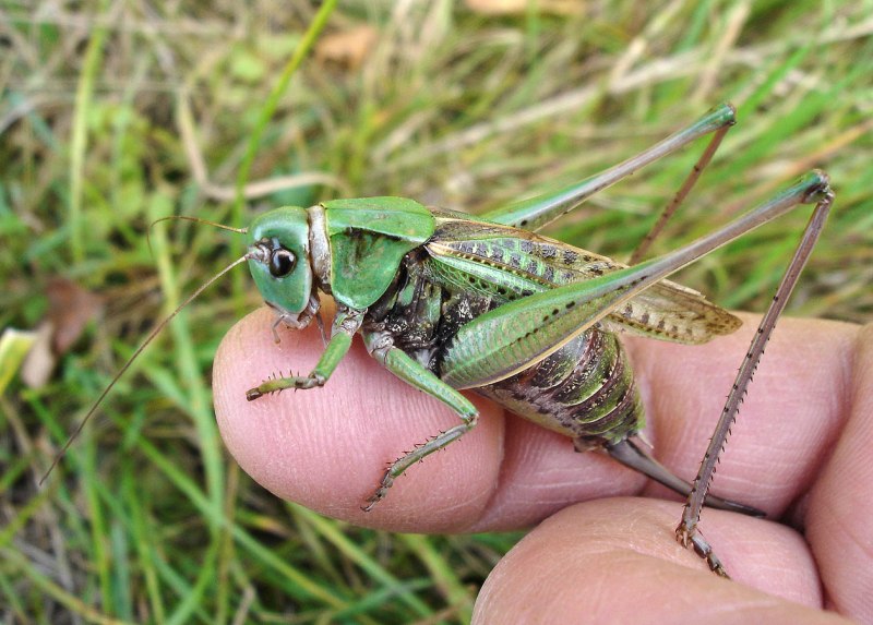 Кузнечик (Decticus verrucivorus)