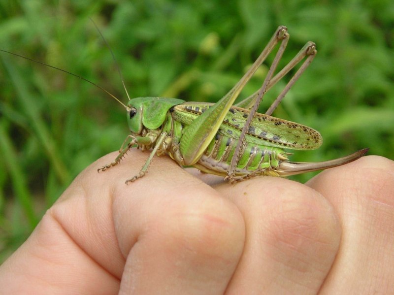 Gampsocleis shelkovnikovae