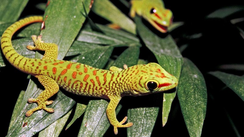 Огненная саламандра Salamandra Salamandra
