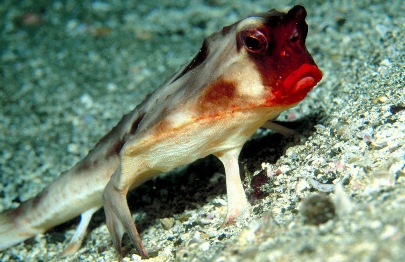 Морской нетопырь