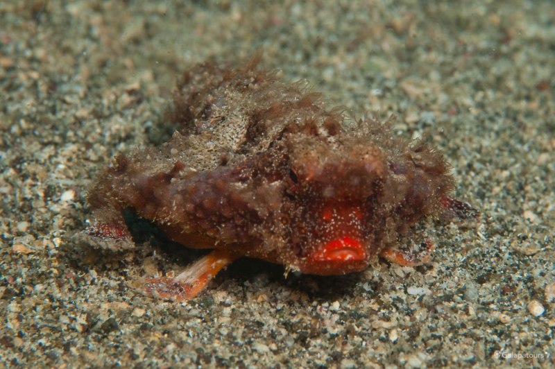 Ogcocephalus Vespertilio