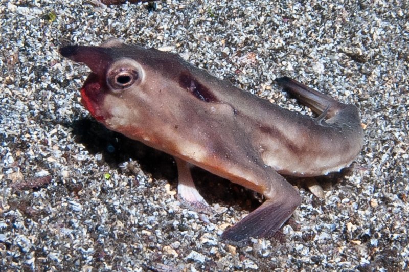 Красногубая морская собачка