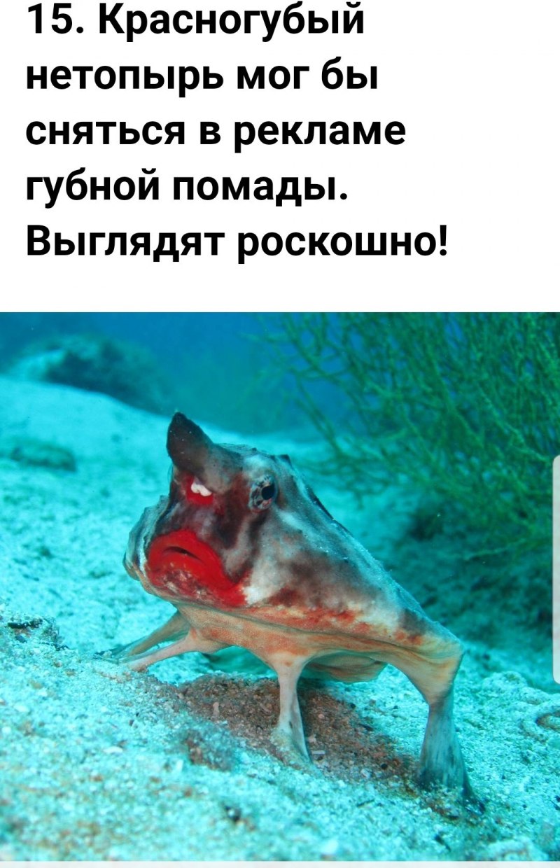 Морской нетопырь рыба